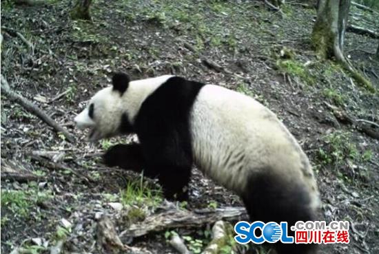 惊喜！唐家河保护区再次拍摄到野生大熊猫
